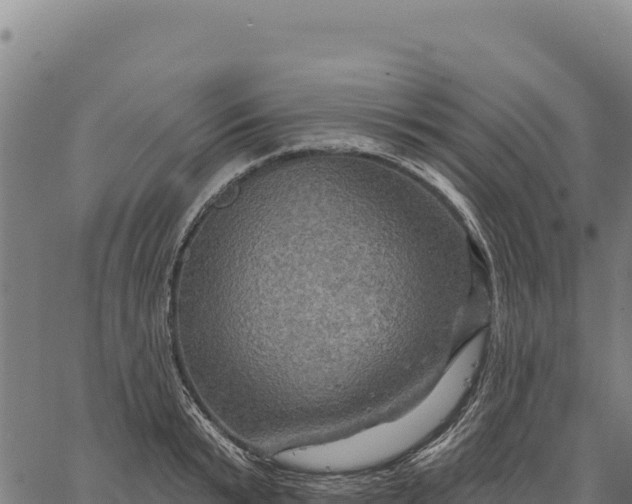 X0000066510799200603311728