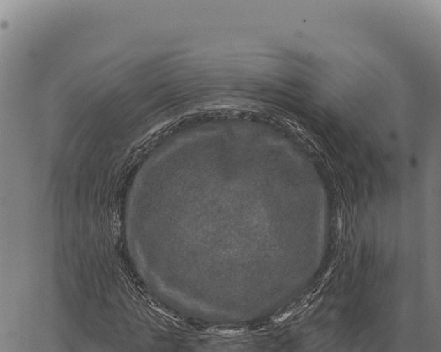 X0000066510821200603311727