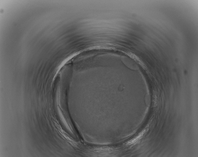 X0000066510830200603311727