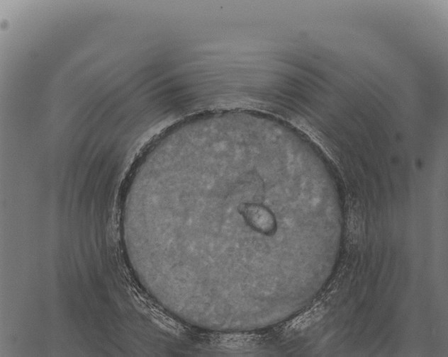 X0000066510832200603311727