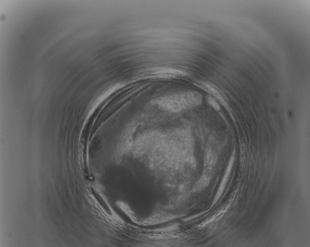 X0000066510835200603311727