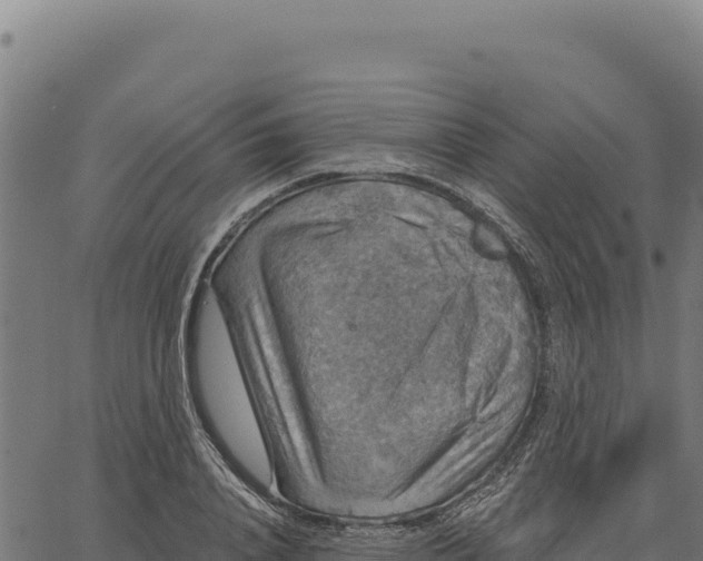 X0000066510840200603311727