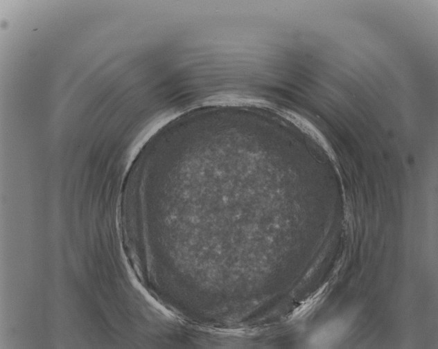 X0000066510855200603311728