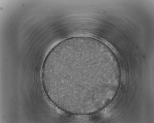 X0000066510856200603311728