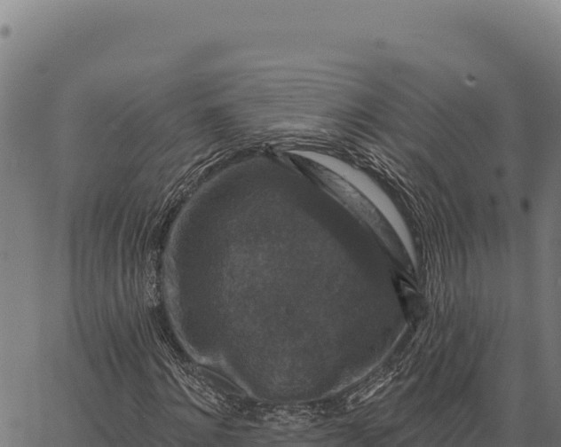 X0000066510868200603311727