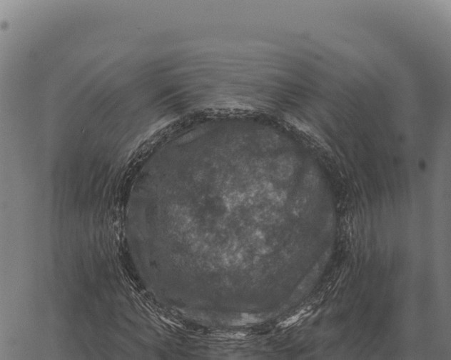 X0000066510870200603311727