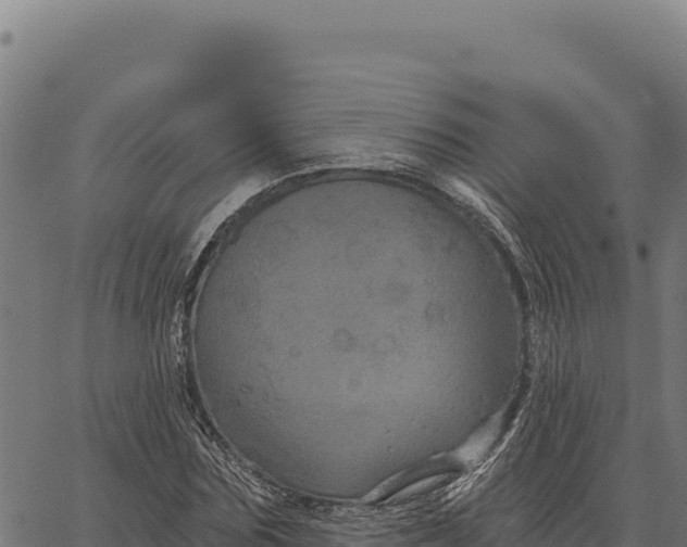 X0000066510875200603311727