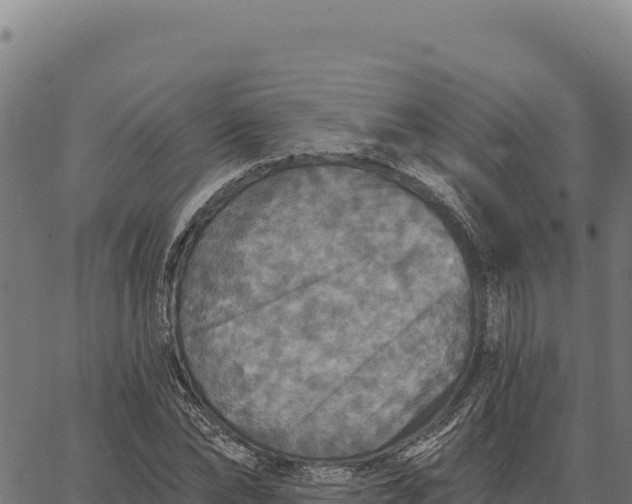 X0000066510878200603311727