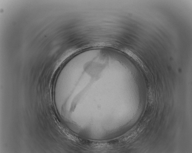 X0000066510886200603311727