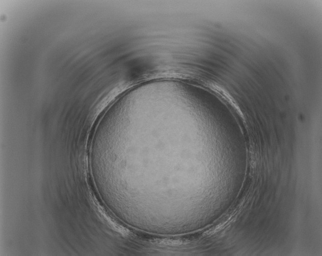 X0000066510890200603311727