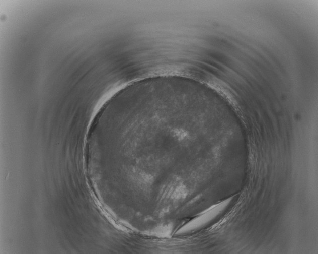 X0000066510894200603311726