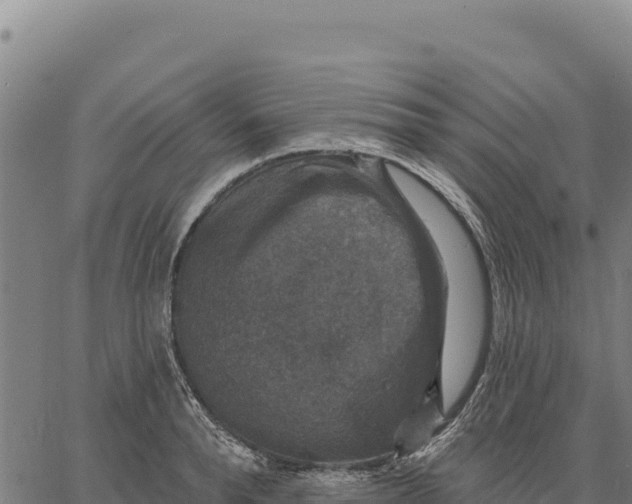 X0000066510896200603311726