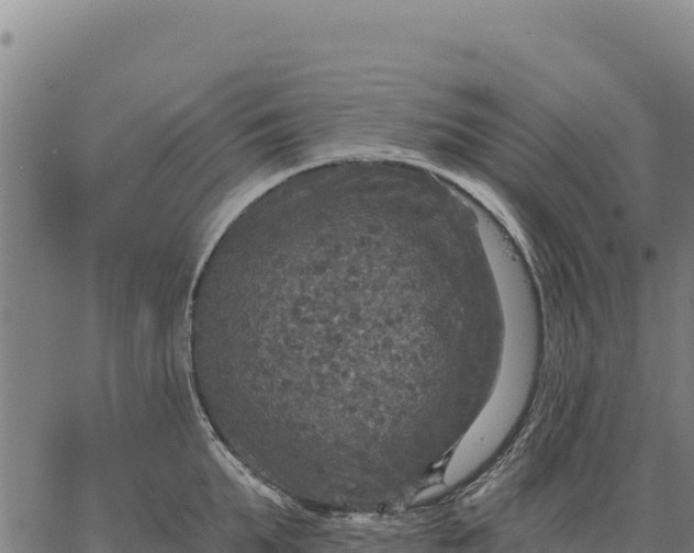 X0000066510903200603311726