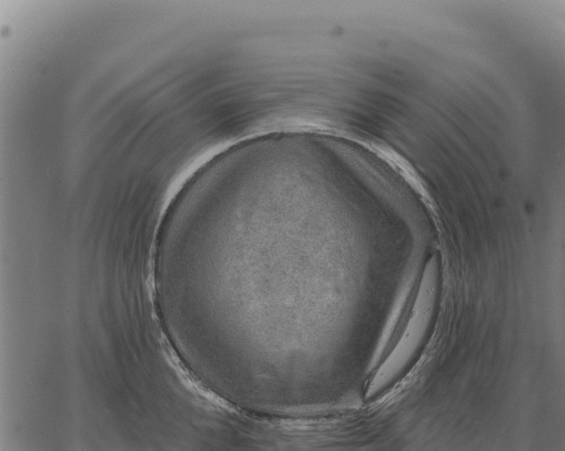 X0000066510904200603311726