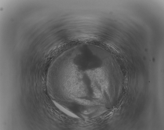 X0000066510917200603311725