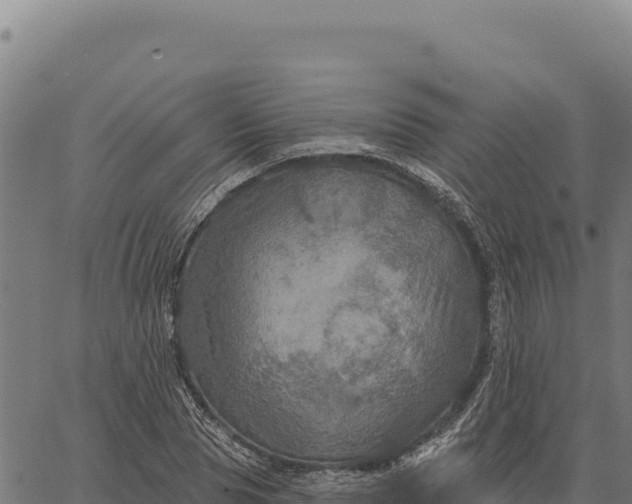 X0000066510929200603311726