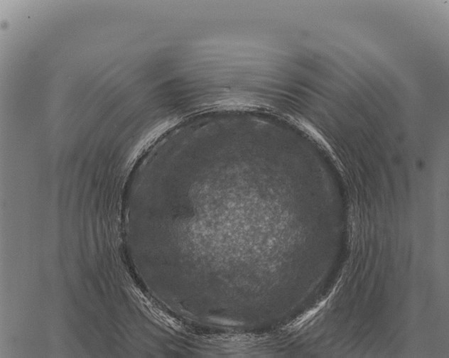 X0000066510930200603311726