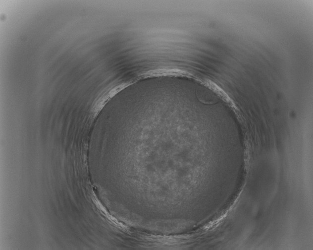 X0000066510937200603311726