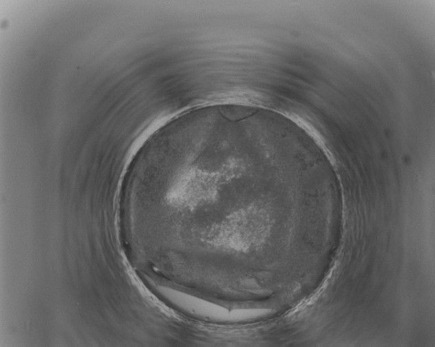 X0000066510949200603311726