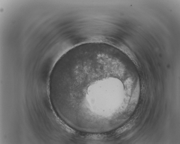 X0000066510950200603311726