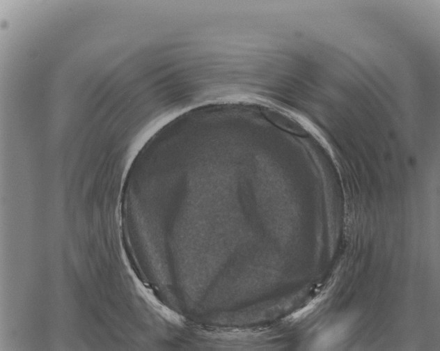 X0000066510951200603311726