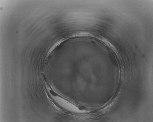 X0000066510953200603311726