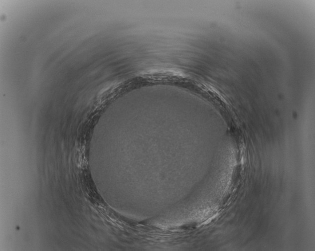 X0000066510965200603311725