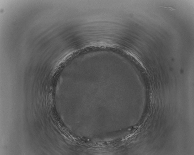 X0000066510968200603311725