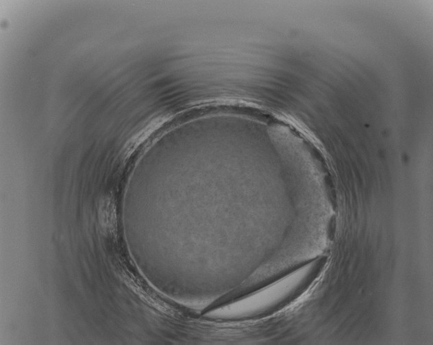 X0000066510969200603311725