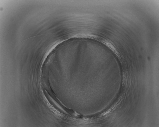 X0000066510976200603311725