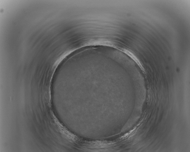 X0000066510980200603311725