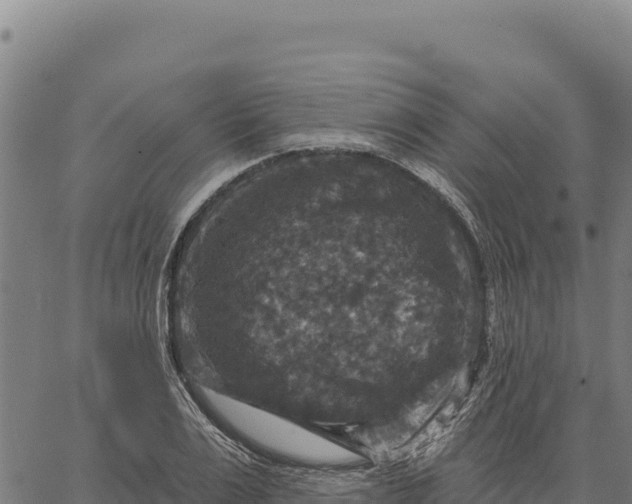 X0000066510983200603311725