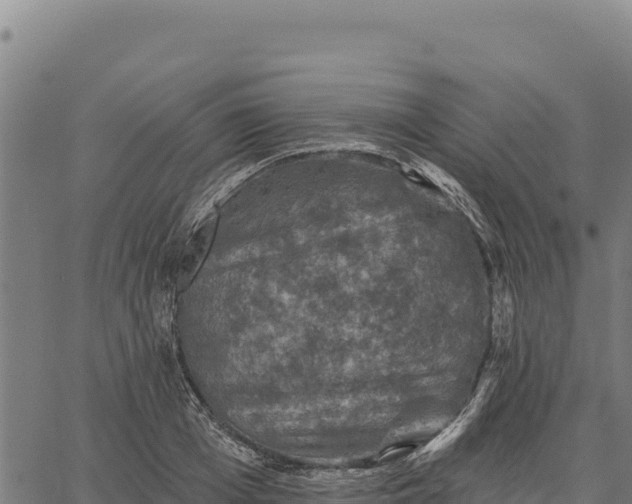 X0000066510985200603311725