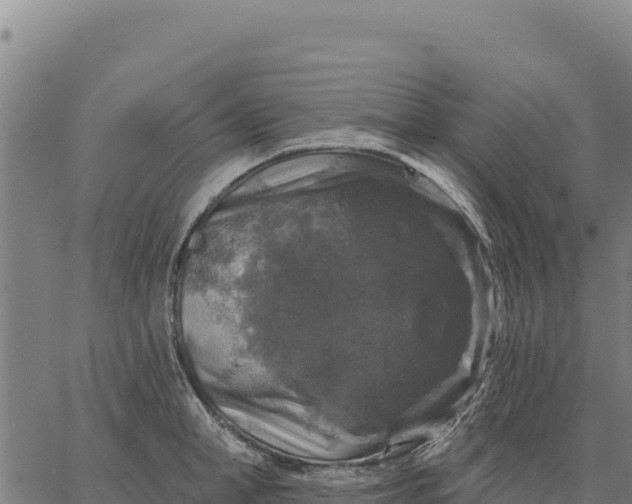 X0000066510998200603311725