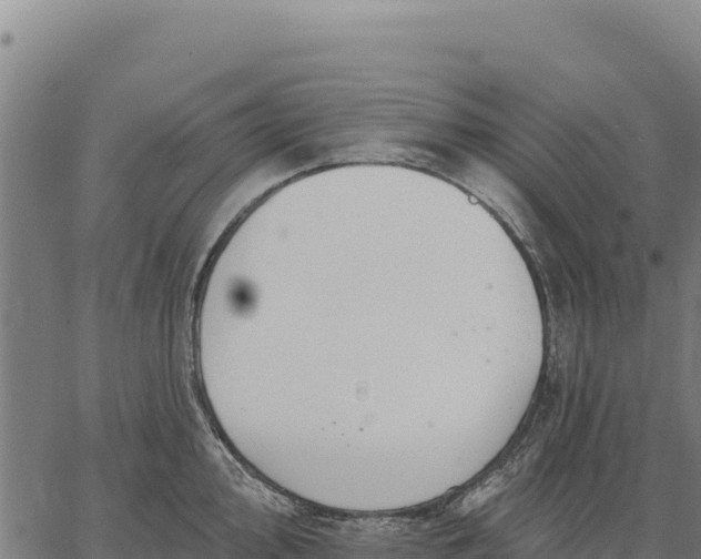 X0000066511000200603311725