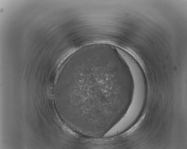 X0000066511001200603311725