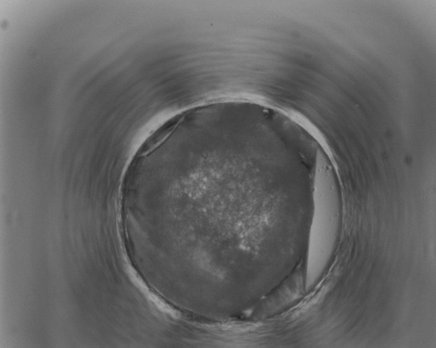 X0000066511005200603311725