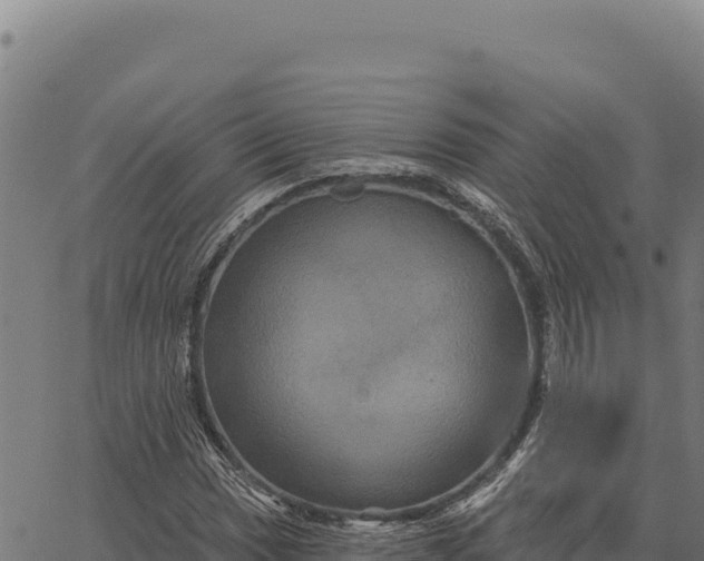 X0000066511017200603311724