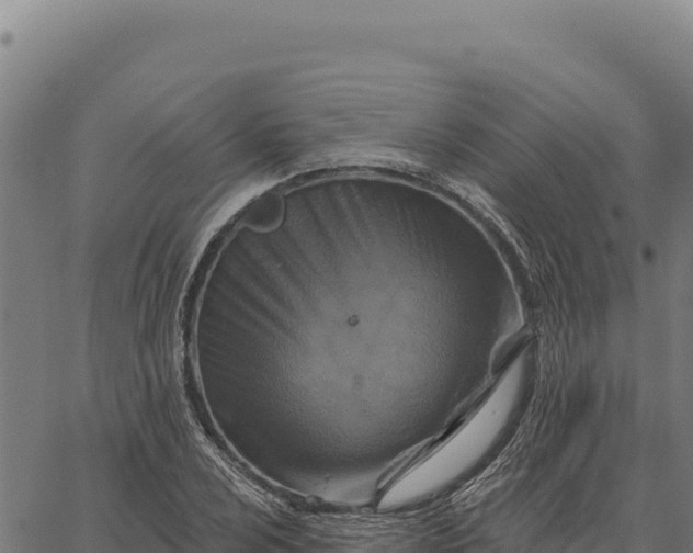 X0000066511024200603311724