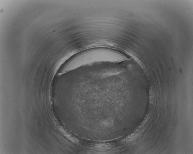 X0000066511026200603311724