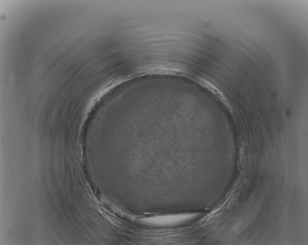 X0000066511027200603311724