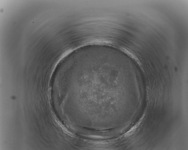 X0000066511029200603311724