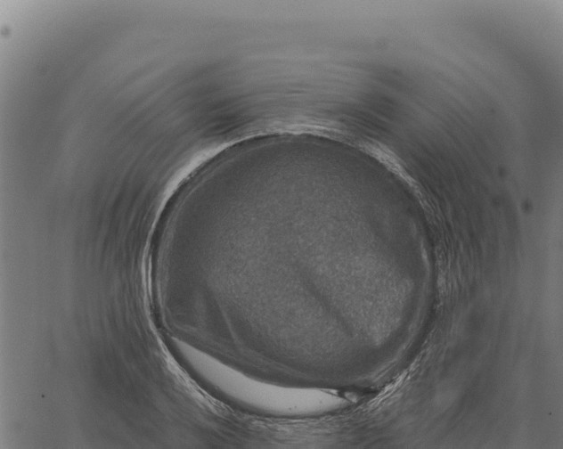 X0000066511032200603311724