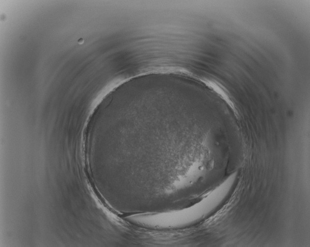 X0000066511046200603311724