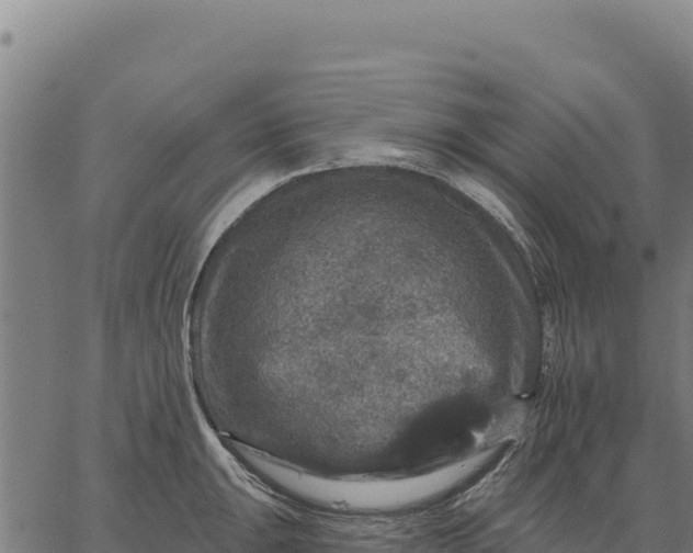 X0000066511047200603311724