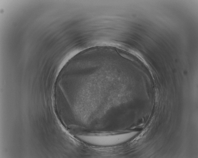 X0000066511048200603311724