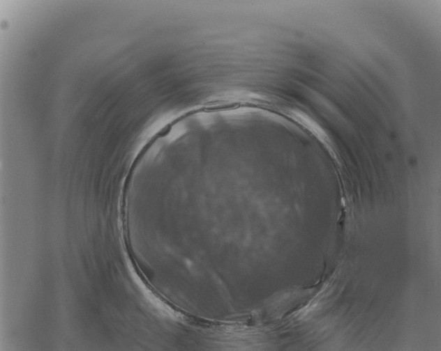 X0000066511055200603311725