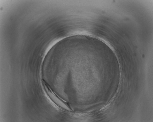 X0000066511056200603311725