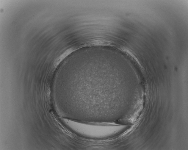 X0000066511065200603311724