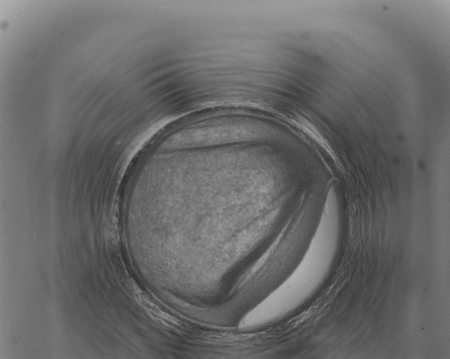 X0000066511068200603311724